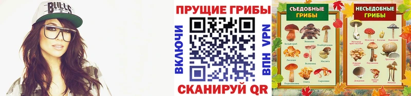 Псилоцибиновые грибы Psilocybe Великий Новгород